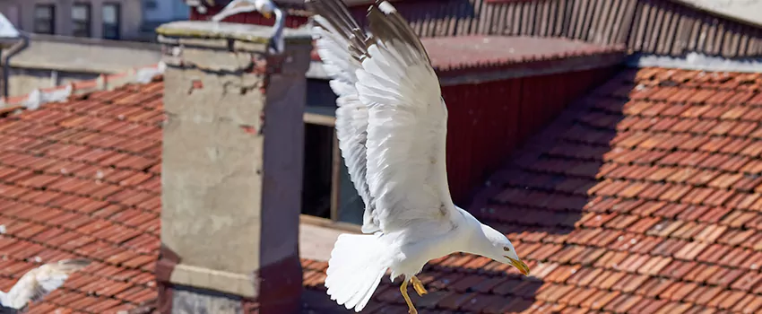 Residential Chimney Animal Removal Solution in Redlands, CA